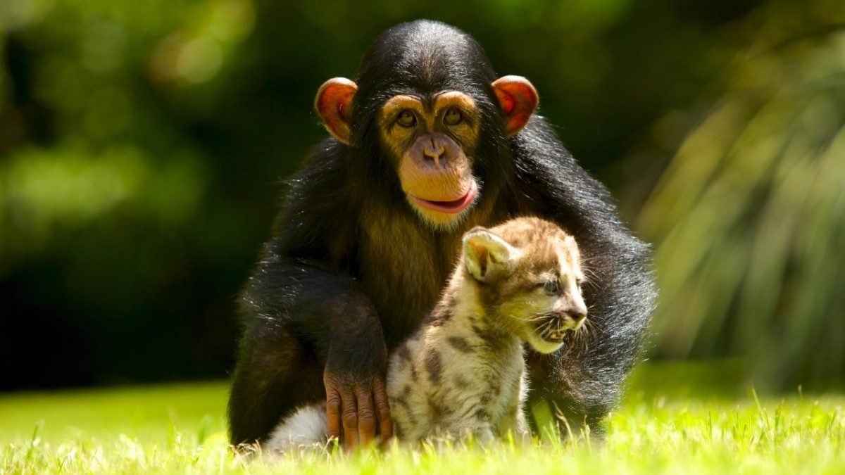 10 foto di animali per il National Geografic da vedere!